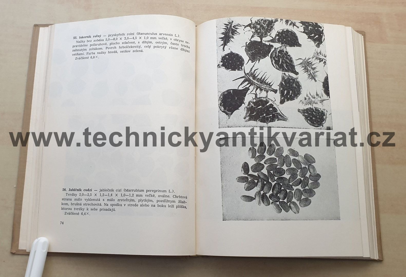 Semena burín - T. Krippelová, E. Krippel (1955)