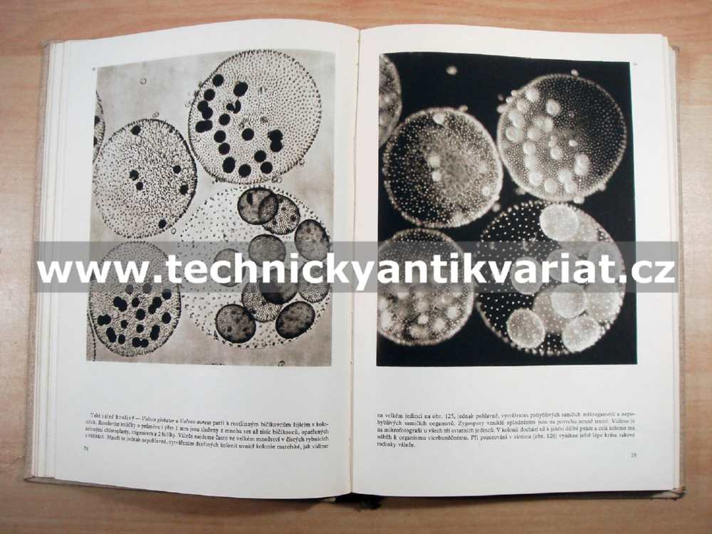 Život pod dobrohledem - Jírovec, Bouček, Fiala (1955)