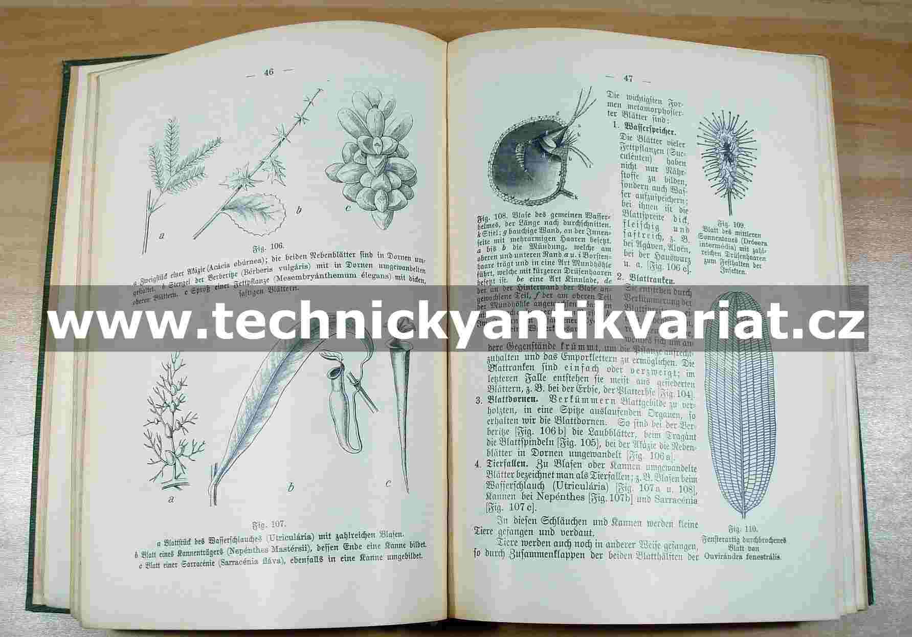 Grundrik der Botanik 1905