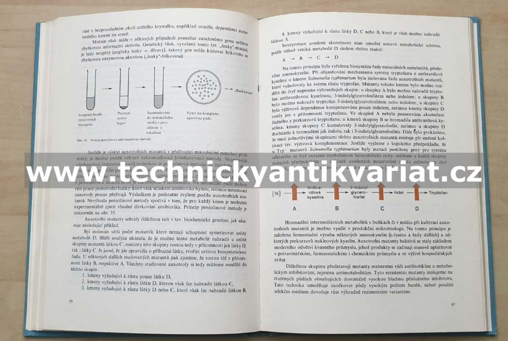 Molekulární genetika pro potravinářské chemiky a biochemiky - Škoda, Škodová (1984)