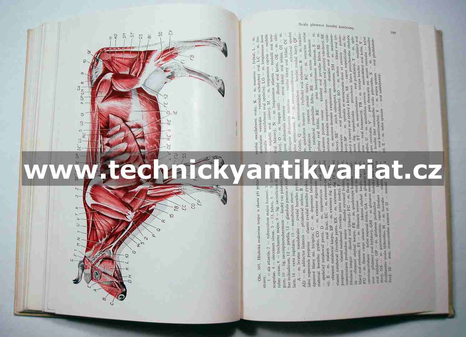 Srovnávací anatomie zvířat domácích III., IV.