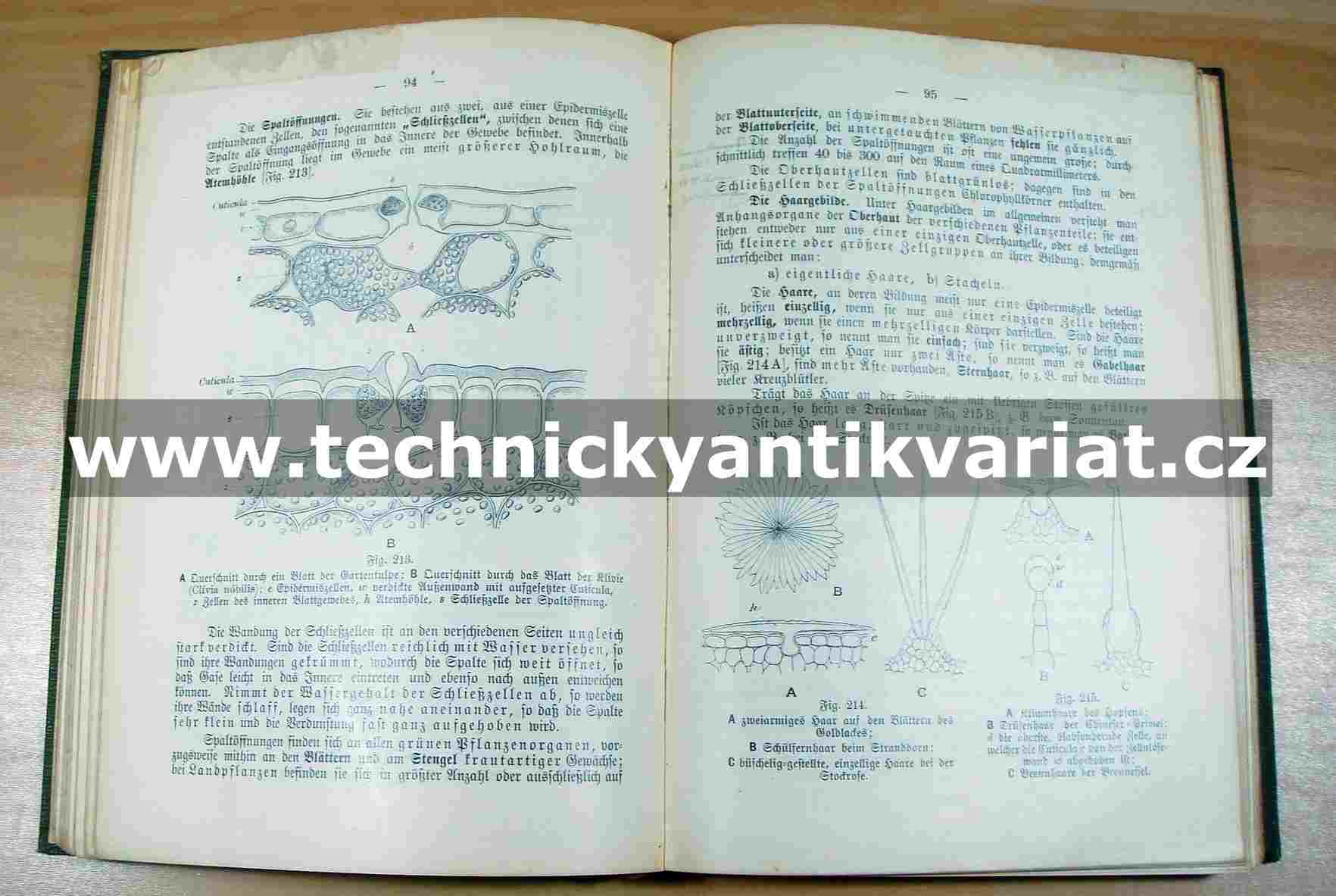 Grundrik der Botanik 1905