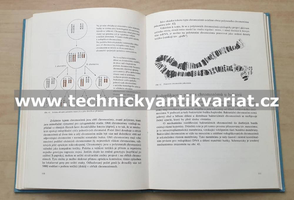 Molekulární genetika pro potravinářské chemiky a biochemiky - Škoda, Škodová (1984)