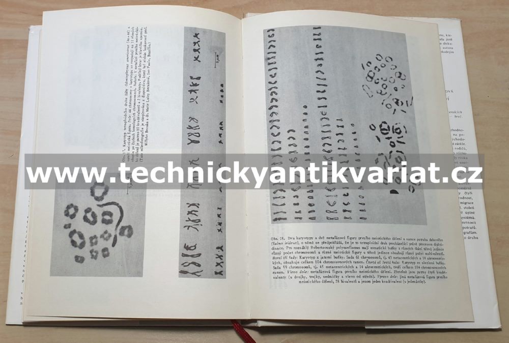 Evoluce genovou duplikací - Susumo Ohno (1975)