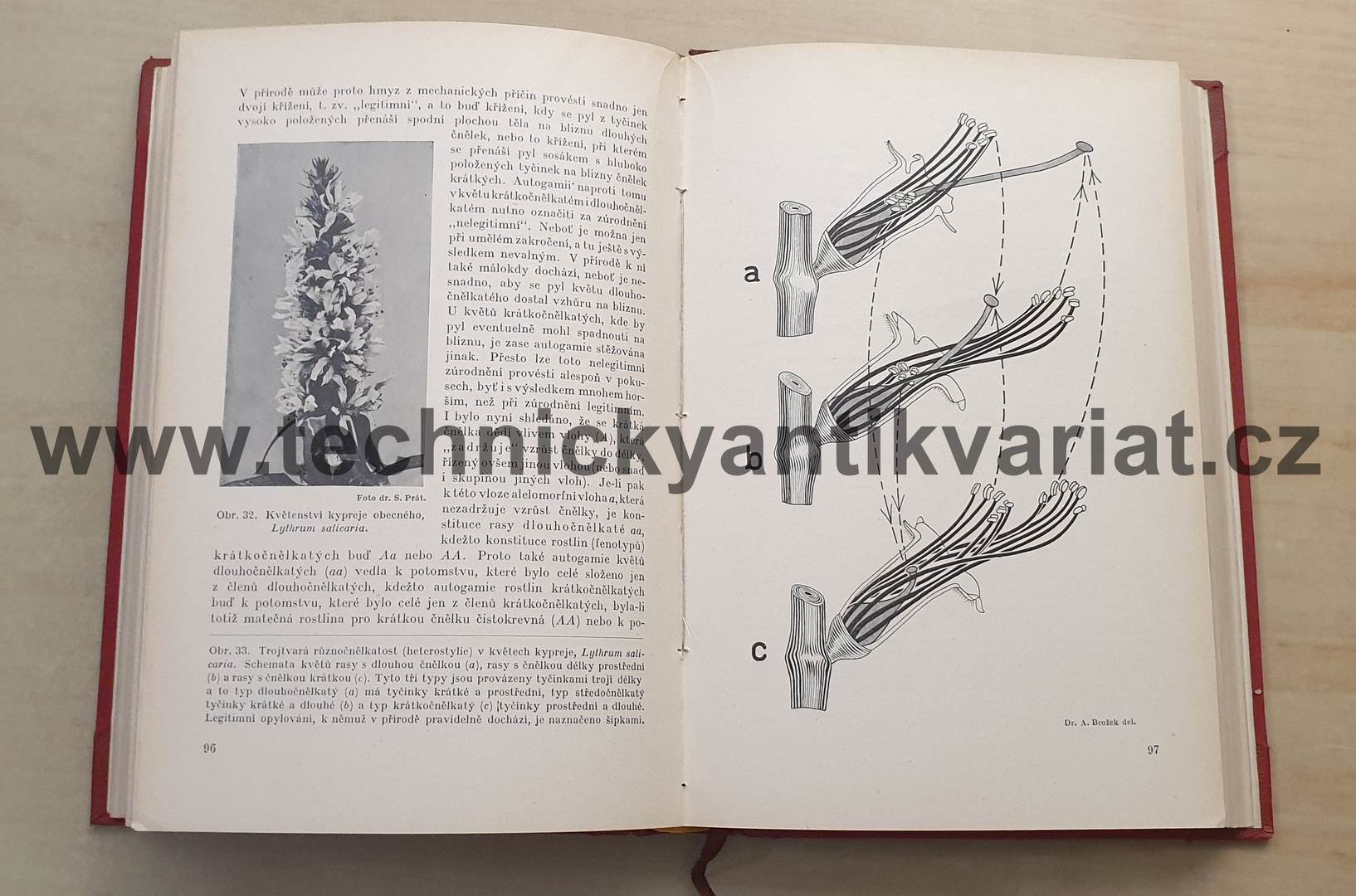 Rostlinopis V. nauka o dědičnosti - A. Brožek (1930)