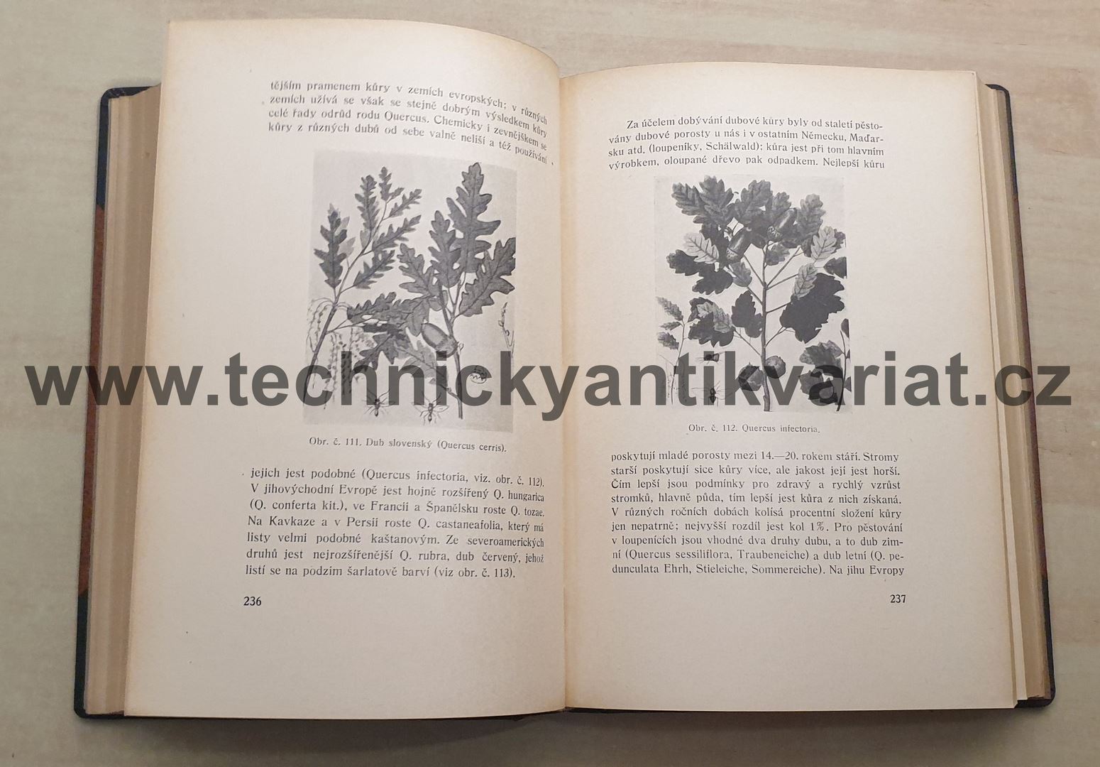 Třísliva rostlinná - Kubelka, Němec (1941)