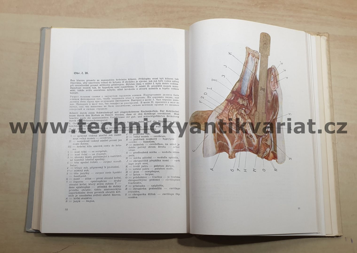 Škody na mase a živočišných surovinách při zpracování zvířat na jatkách - Hokl, Matyáš (1952)